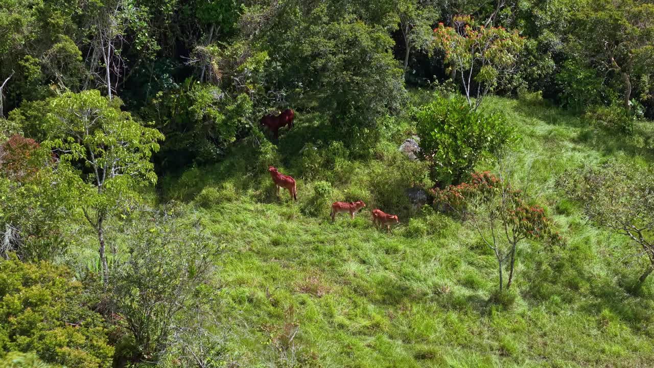 Una toma con dron se aleja mientras una vaca se rasca el abdomen en un pastizal de Suaita, Colombia