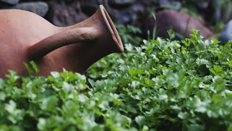 old ceramic carafe in garden with fresh parsley growing, pan left shot