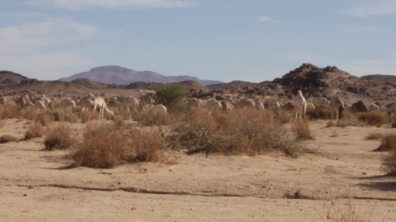 Camels in a desert landscape