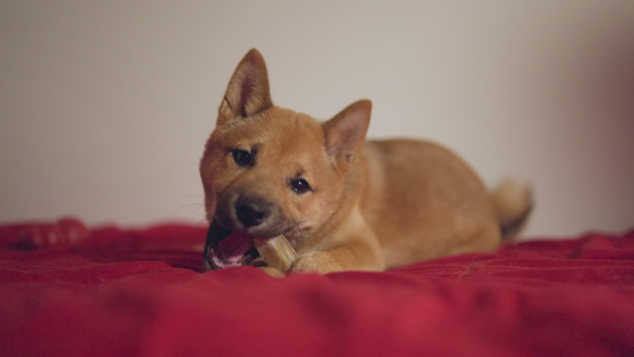 cachorro shiba inu jugando con un juguete mordiéndolo