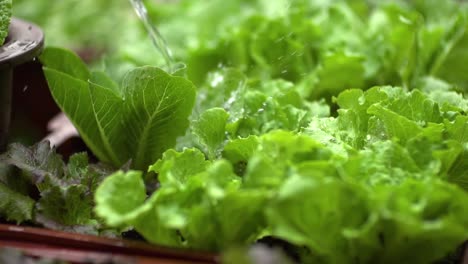 organic vegetable garden being watered in slow motion 200fps