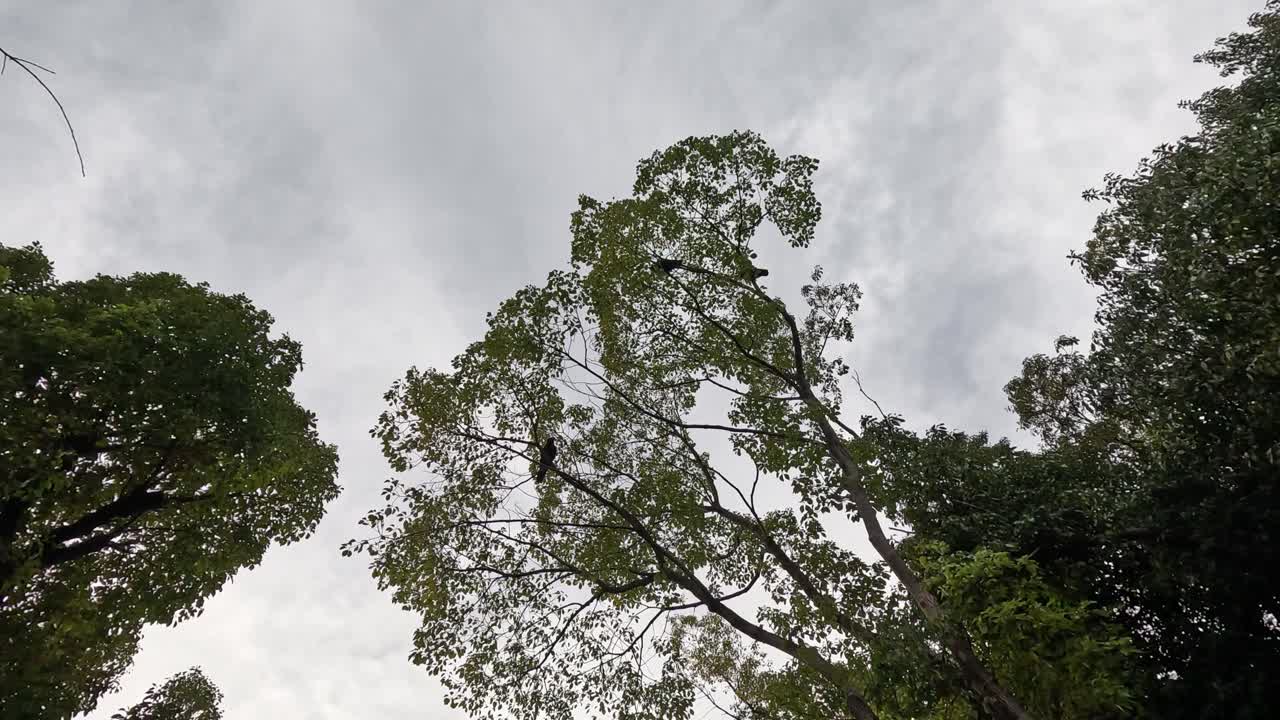 구름이 가득한 하늘을 배경으로 나무를 쳐다보며