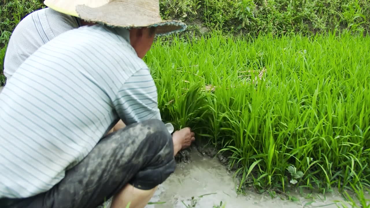 アジアの農民は緑の米畑を収します 畑を耕し 苗を育てます 米の食料農業