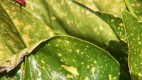 A-seven-spot-ladybird,-scientific-name-Coccinella-septumpunctata,-basking-in-the-spring-sunshine-on-a-leaf-of-a-Laurel-bush-in-the-UK