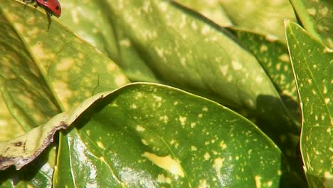 una mariquita de siete puntos, nombre científico coccinella septumpunctata, disfrutando del sol de primavera en una hoja de un arbusto de laurel en el reino unido