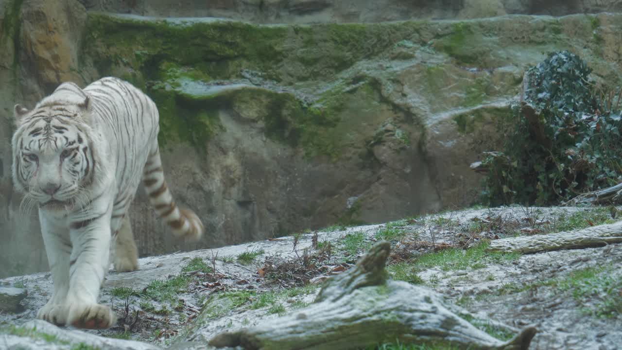 호랑이가 녹색의 개방된 풍경에서 카메라를 향해 고 있다.