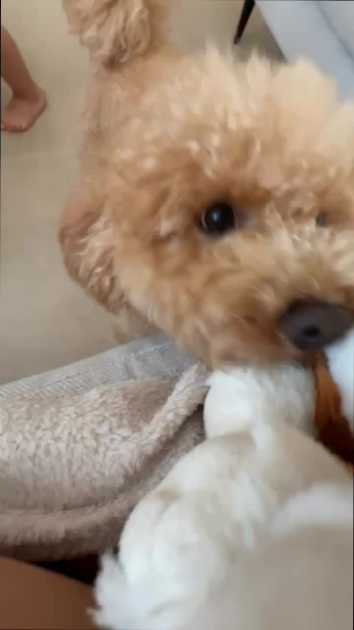 Fluffy Brown Poodle