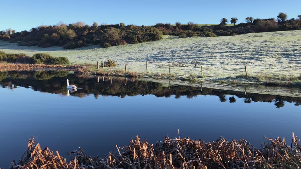 un solo cisne blanco nada en un estanque azul oscuro en una fría mañana de otoño
