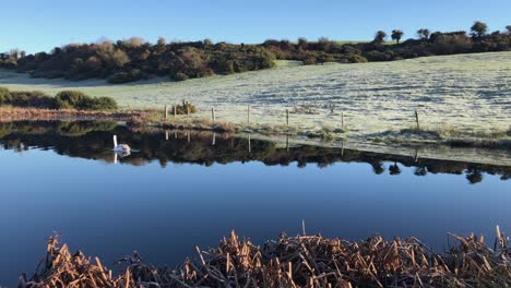 Single-white-swan-swims-on-dark-blue-pond-on-frosty-autumn-morning