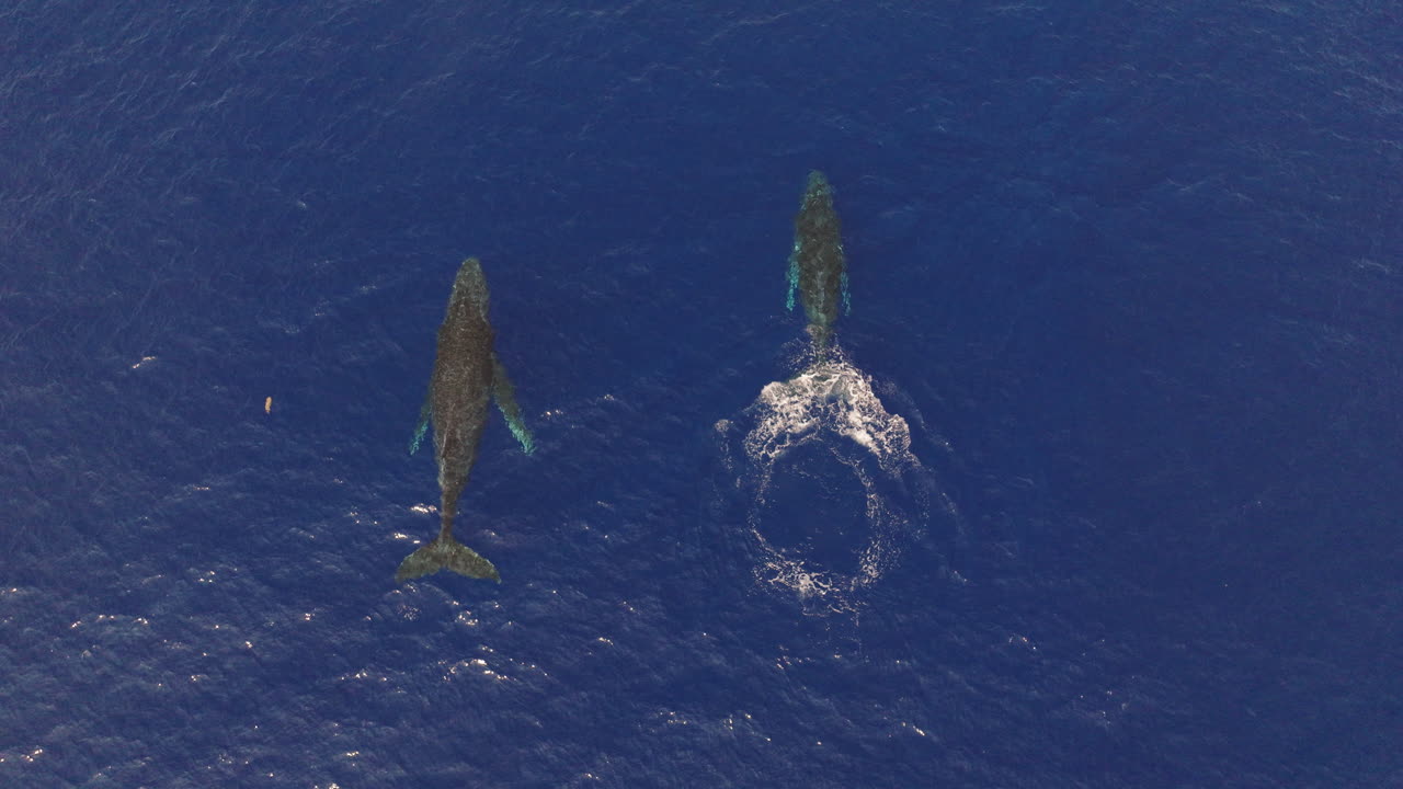 A mesmerising scenery of a humpback whale mother and her calf surrounded by the deep blue sea, breaking the water's surface one after another to breathe