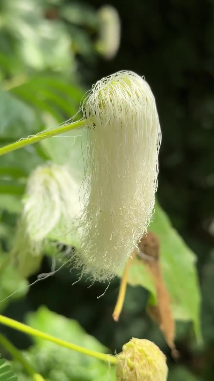 Close-up of a Delicate White Flower Bud in Nature