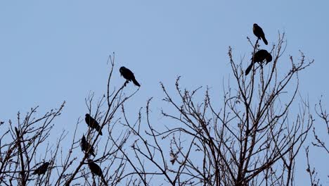 A-flock-of-birds-perched-in-a-tree