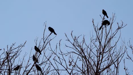 una bandada de pájaros posada en un árbol