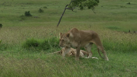 Hembras-De-León-Africano,-Una-Lamiendo-A-La-Otra-Y-Se-Aleja,-Masai-Mara,-Kenia