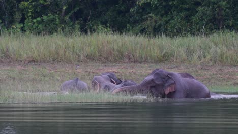 los elefantes asiáticos están en peligro y esta manada se divierte jugando y bañándose en un lago en el parque nacional khao yai