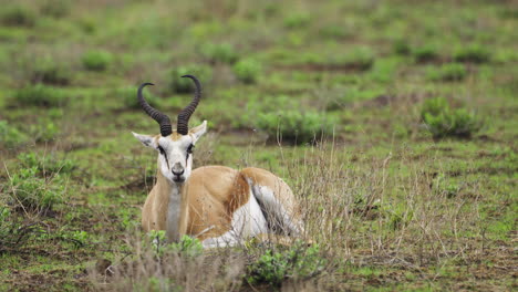 springbok ruminating and resting on the ground