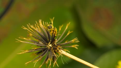 closeup of sweat bee crawling on blackjack plant fruiting head