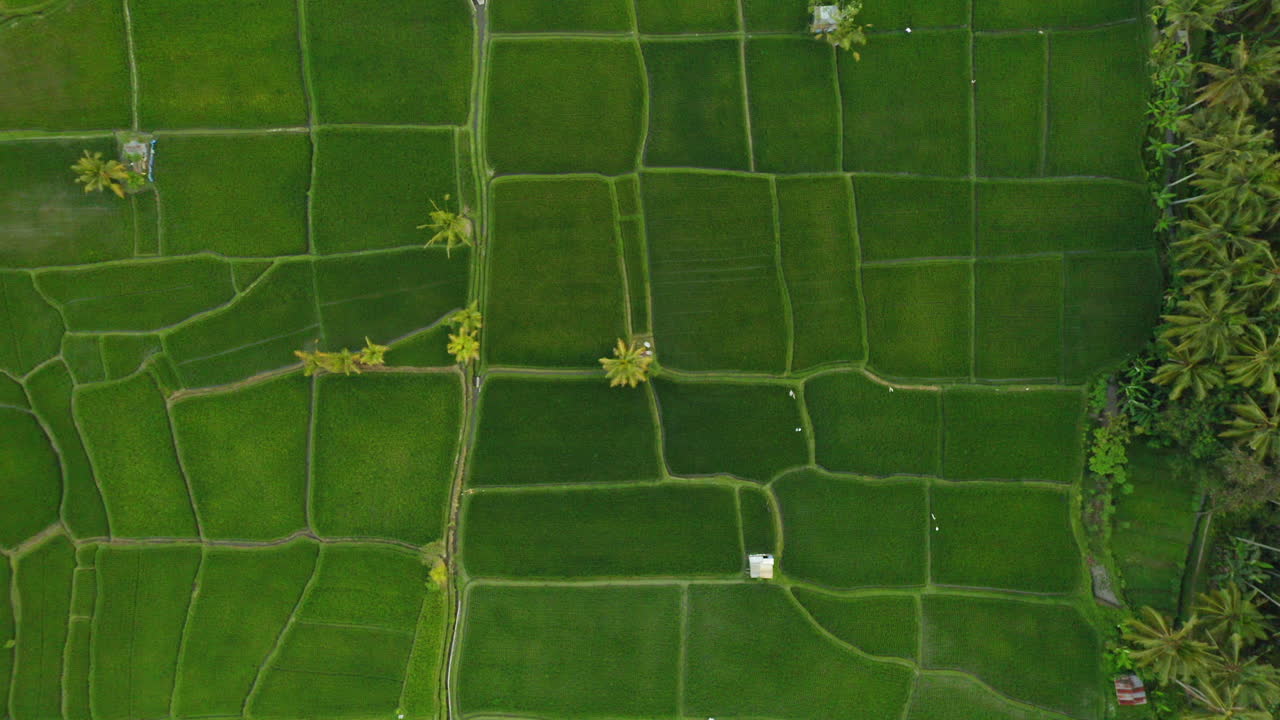 vista aérea de las terrazas de arroz avión no tripulado volando sobre los campos de arroz tierras de cultivo agrícolas granjas de cultivos de asia rural 4k