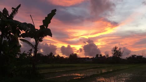 beautiful sunset with ricefield and colorful sky