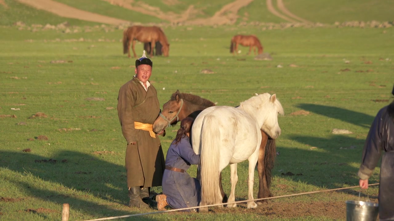 Mongolske nomader som melker en hest på steppen