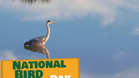 Animation-of-national-bird-day-text-over-bird-in-lake