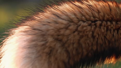 close-up of animal fur