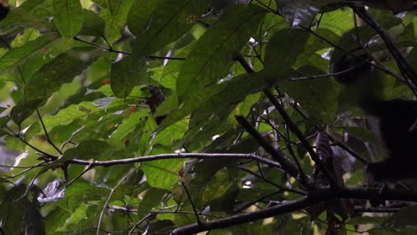 Un-Pequeño-Mono-Se-Mueve-Entre-Las-Hojas-Verdes-De-Un-Arbusto