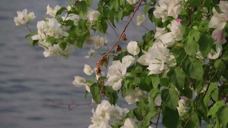 white flowers with green leaves blowing in the wind with blue water in the background. pedestal up.