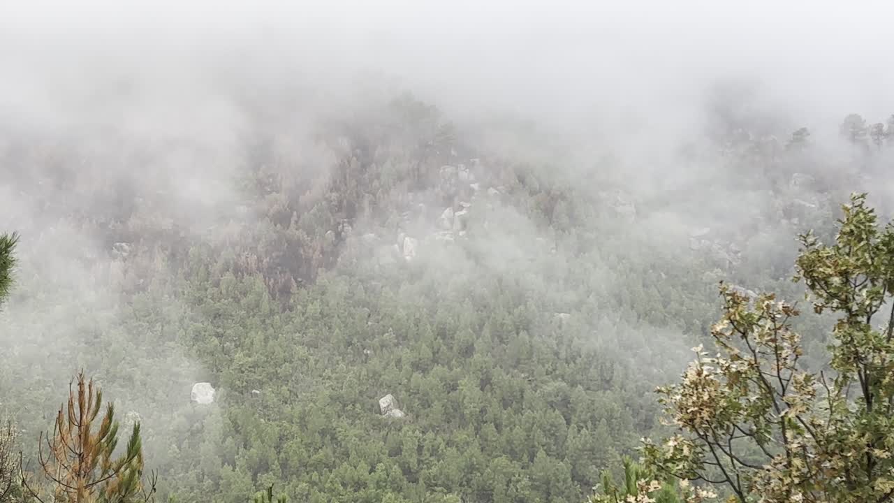 Close-up of a misty mountain forest with green and brown trees in dense fog; a prominent tree stands closer