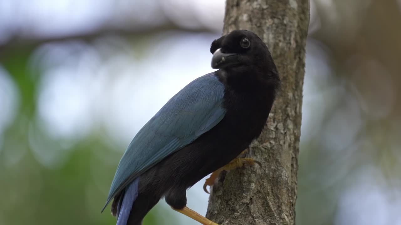 A sleek, black Yucatan Jay (Cyanocorax yucatanicus) is captured in profile, perched on a branch within the lush, green tree canopy surrounding a cenote near Tulum, Mexico