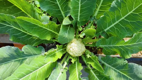 close up of fresh cauliflower growing on its plant at the field