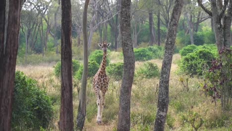 Infant-Rothschild-Giraffe-walks-through-forest-toward-camera