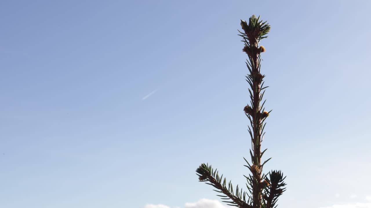 Time-lapse di un cielo blu e nuvoloso con la cima di un abete in primo piano
