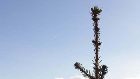 Time-lapse-De-Un-Cielo-Azul-Y-Nublado-Con-La-Copa-De-Un-Abeto-En-Primer-Plano