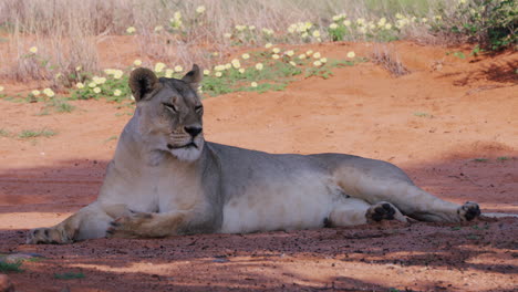 Löwin,-Die-Aufrecht-Im-Schatten-Eines-Baumes-Mitten-Im-Buschfeld-Im-Zentralen-Kalahari-Wildreservat-Botswana-Afrika-Einschläft---Feste-Aufnahme