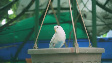 Birds-are-confined-in-cages