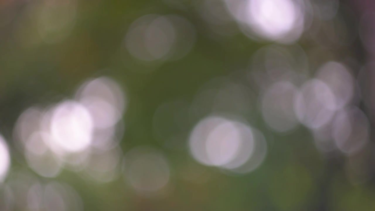 Abstract natural green bokeh background