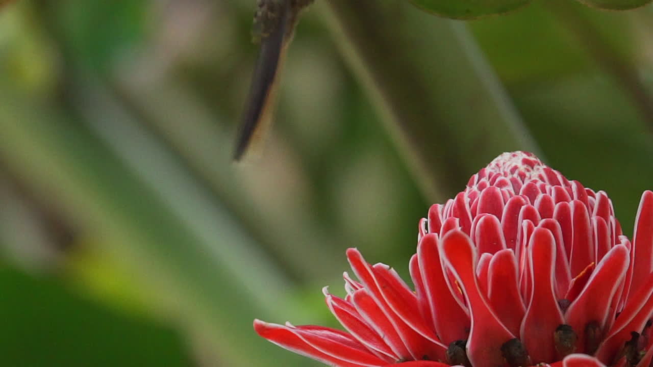 flor roja brillante en la jungla encontrada por un colibrí ermitaño de pico de sierra para beber néctar