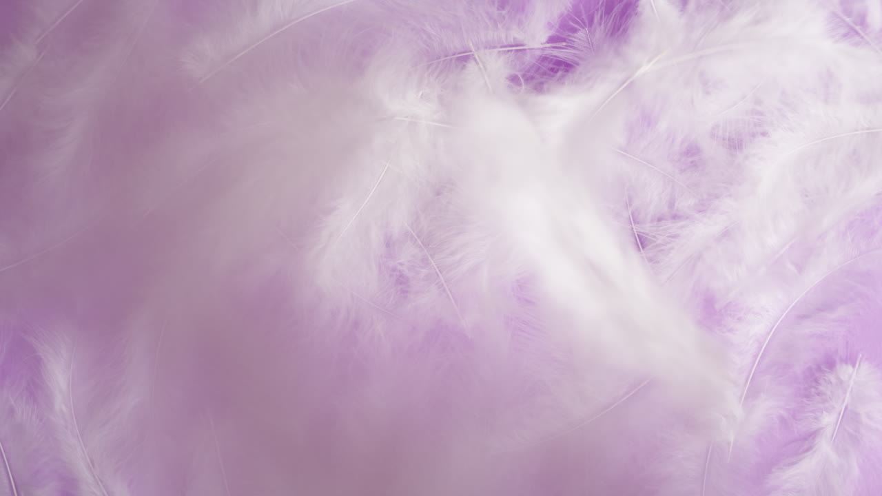 White Feathers on a Light Purple Background
