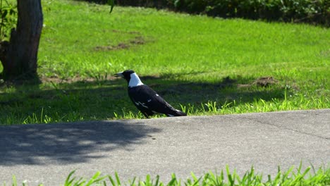 Australian-magpie,-gymnorhina-tibicen-with-black-and-white-plumage,-foraging-on-the-grassy-ground-in-the-urban-park,-close-up-shot