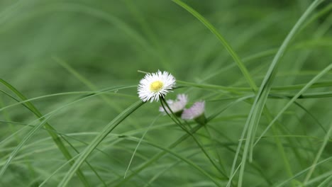 Daisy-Fleabane-Flor-Silvestre-Blanca-Con-Hierba-Verde