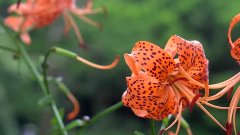 Der-Shakujii-Park-In-Tokio-Zeichnet-Sich-Durch-Eine-Große-Vielfalt-An-Exotischen-Blumen-Aus,-Die-Im-Sommer-In-Vollem-Schwung-Sind