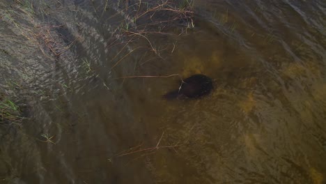 soft-shelled-turtle-swimming-underwater-aerial-view