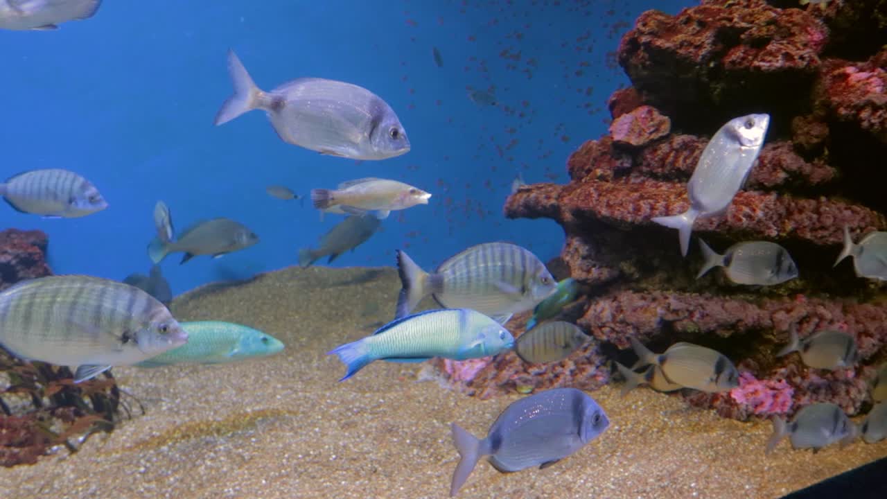 una vista de diferentes colores y tamaños de peces pequeños en un gran acuario