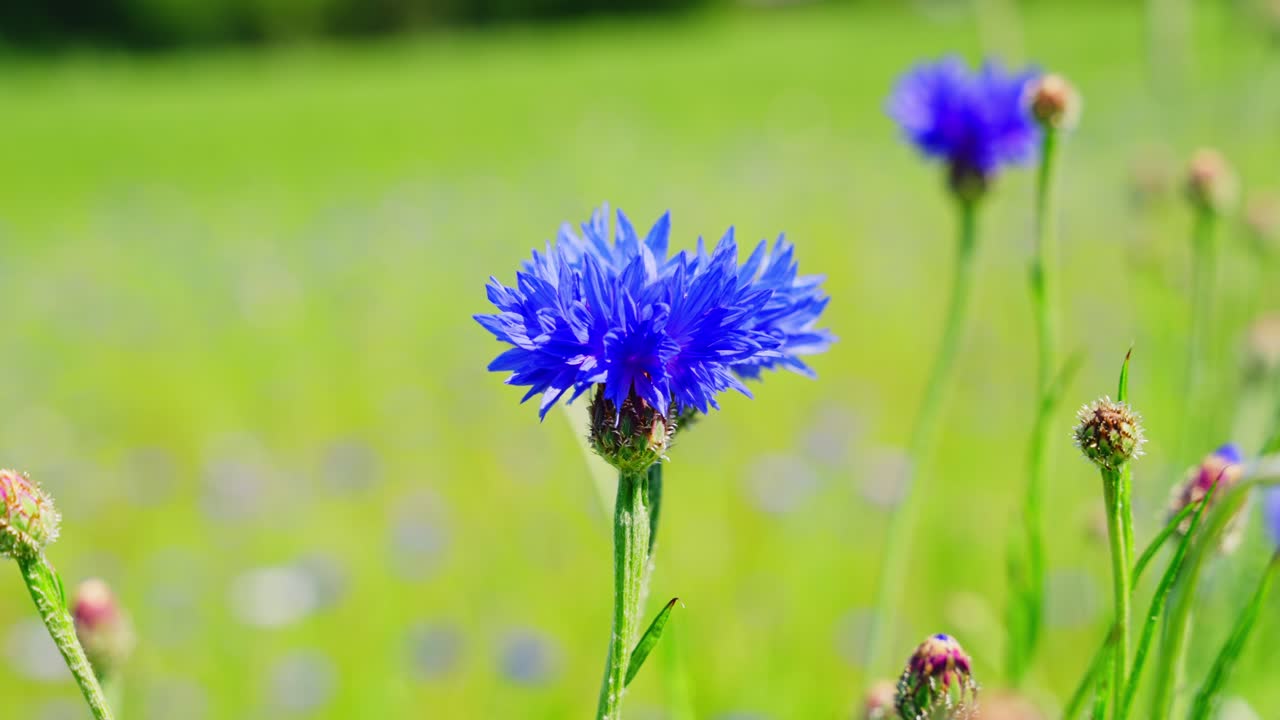 A vivid cornflower stands out under sunlight with blurred green grass in background