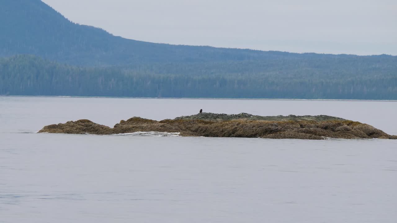 Bald eagle sitting on a small rocky island close to Sitka, Alaska.