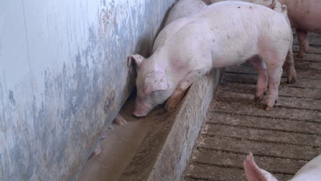 los cerdos medianos comen y descansan en una granja de cerdos