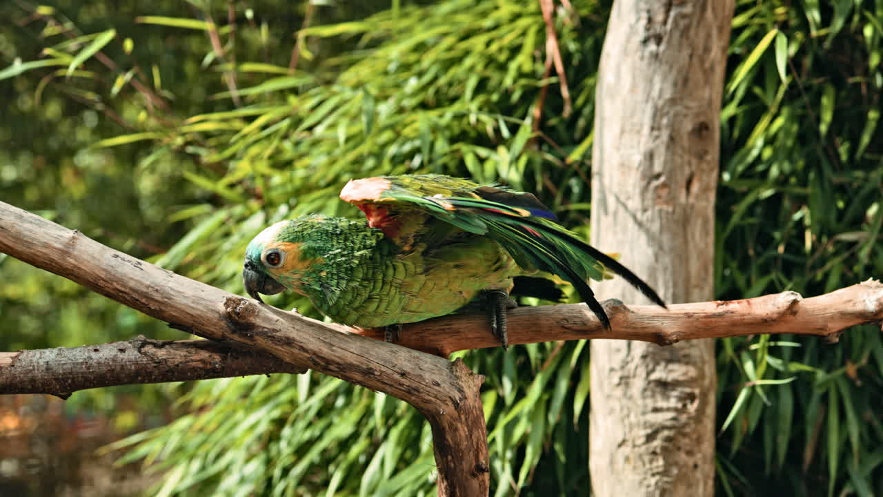 明るいオウムが鳥小屋の枝に止まっている。大きなオウムがいる動物園。鳥と触れ合えるケージがあるふれあい動物園。