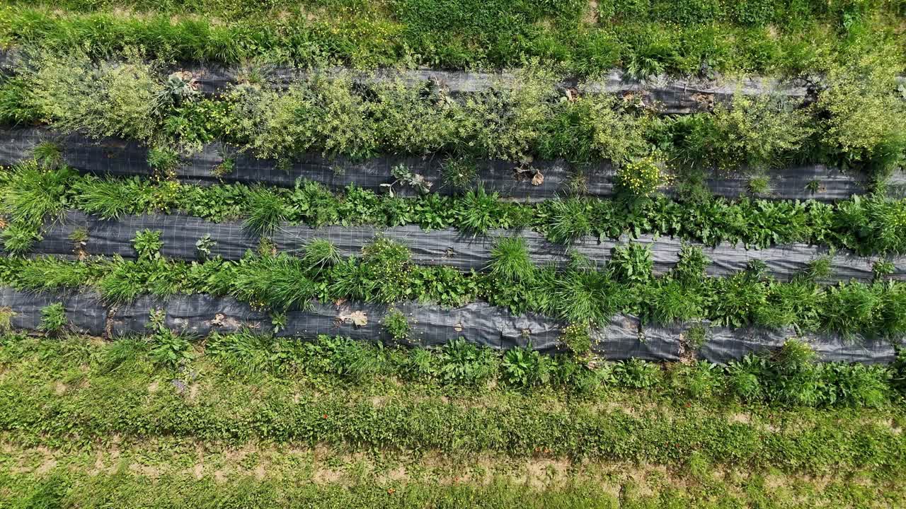 Weed control fabric is laid down on a cultivated field, creating parallel lines in an agricultural landscape, offering a distinct visual pattern from an aerial perspective, slow motion drone panning