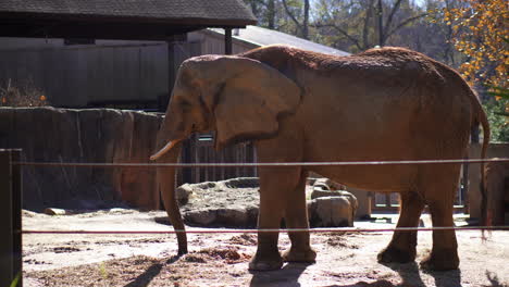 elephant-having-a-breakfast